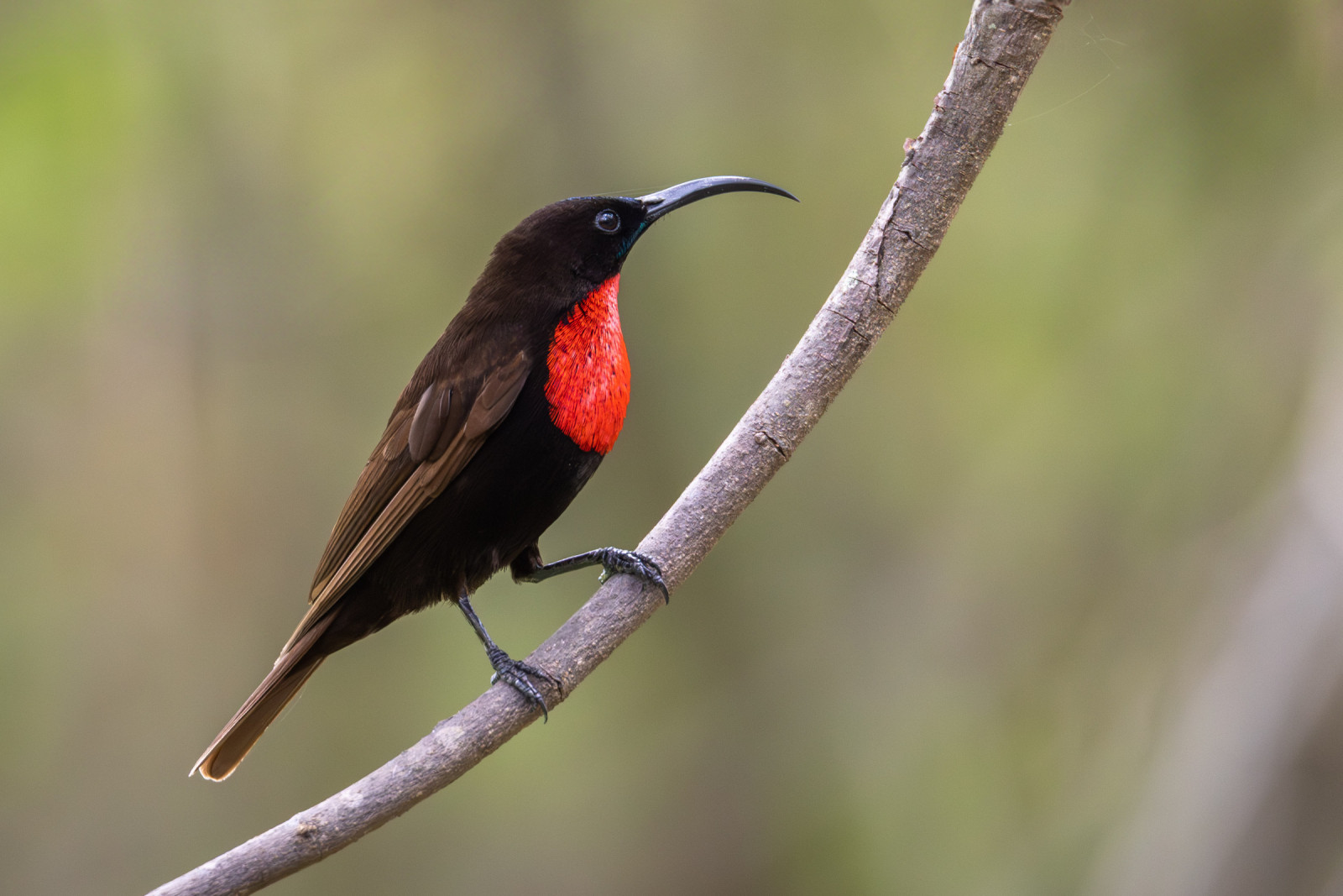 image Scarlet-chested Sunbird